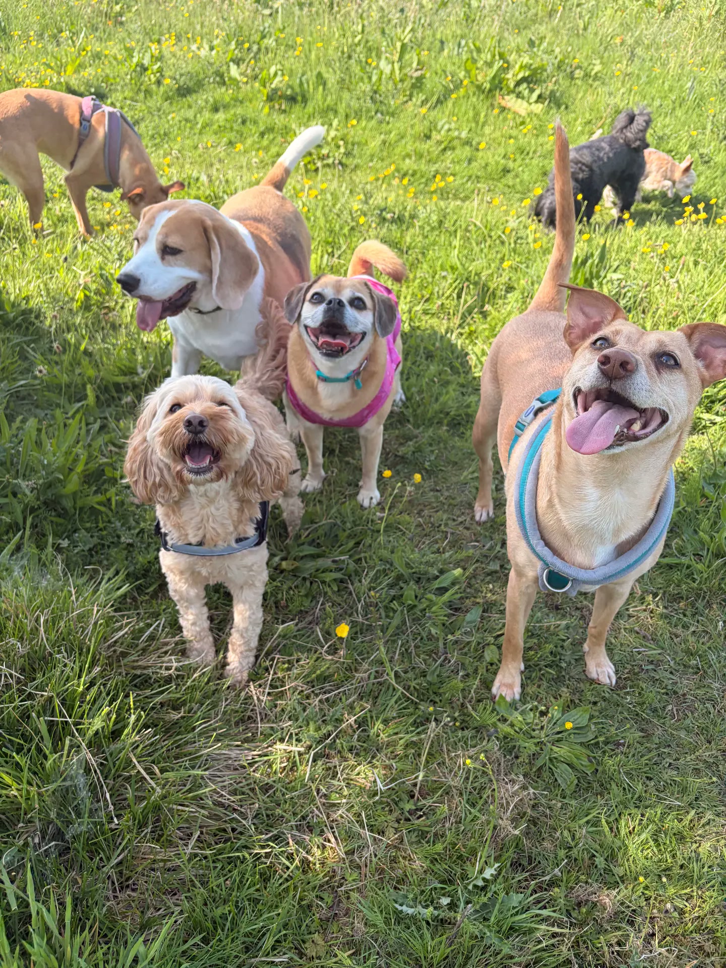 Group of happy dogs on a countryside walk